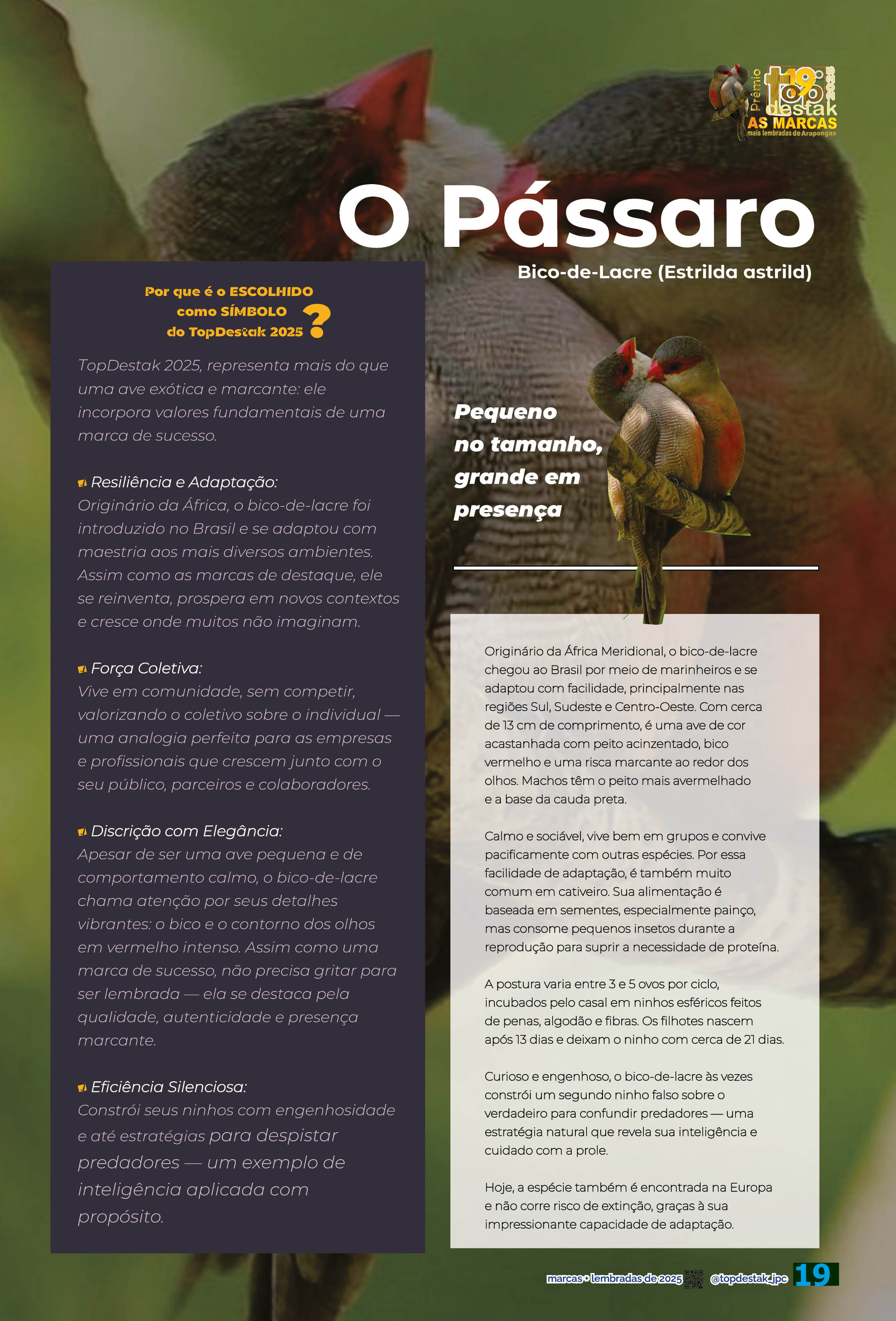 Página 19 - titulo